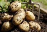 В Закобрании Вологодской области отрицают запрет посадки картошки на огородах