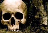 В деревне под Череповцом нашли человеческий череп