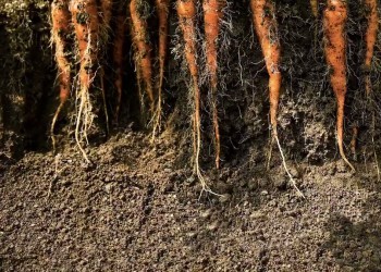 Как правильно вырастить морковь, чтобы был большой урожай