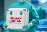 Автолюбителям предложат завещать свои органы для трансплантации 