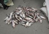Рыбаков – браконьеров задержали полицейские на Вологодчине (ФОТО)