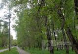 Труп повешенного мужчины обнаружен в Череповецком парке: Сообщаем подробности