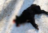 В Вологде полиция разыскивает живодера, отравившего собаку