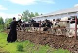 На Бога надейся: 2000 коров и доильные аппараты освятил грязовецкий священник