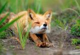 Пушистые красавицы лисички принесли в Вологодские леса бешенство и смерть 