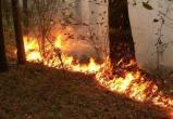 В Вытегорском районе тушат крупный лесной пожар