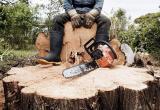 Незаконная вырубка леса: "черного" лесоруба поймали в Бабушкинском районе