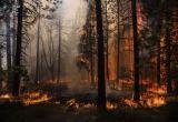 Причина лесных пожаров - люди