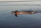 В Вологодском районе рыбаки случайно сняли, как какой-то олень переплывает Кубенское озеро (ВИДЕО)