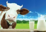 Вологодская область – пятнадцатая по производству товарного молока и шестая по молочной продуктивности в России