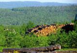 В Вологодской области выросли объемы лесозаготовок