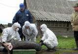 Африканская чума свиней угрожает Вологодской области 