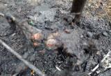 Обгоревшие трупы двух вологжан обнаружили после пожара в Вологодском районе 
