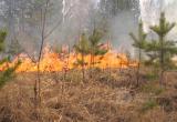 В Вологодской области лесной пожар тушили более 12 часов