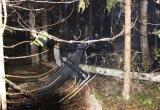 Установлен четвертый погибший при падении вертолета на границе Костромской и Вологодской областей (ВИДЕО) 