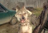 Первый волк убит в Никольском районе: От нападений хищников уже погибли несколько собак (ФОТО) 