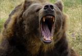 Пропавший вологодский охотник стал жертвой медведя-людоеда: Сообщаем подробности трагедии (ФОТО) 
