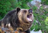 Медведь-людоед всё еще свободно гуляет в Грязовецком районе: Меры по его отлову или уничтожению не приняты 