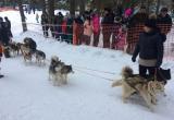 Кубок мира по гонкам на собачьих упряжках проходит в Тотьме