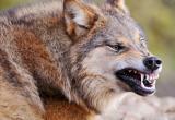 Вологжанка едва не стала ужином для волка: хищный зверь появился на окраине Вожеги