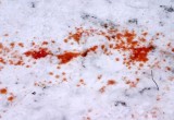 Женская жестокость: три вологжанки до смерти избили 50-летнюю подругу