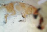  Жестокие бомжи в Вологде зарезали собаку на пустыре рядом с ул. С.Преминина