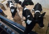 Сразу четверых телят получили от одной коровы в Сокольском районе. Впервые на Вологодчине! 