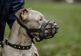 В МВД назвали породы собак, выгул которых запрещен без намордника и поводка