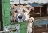 Отлов бродячих собак в Череповецком районе начнется 1 мая