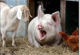 В Вологодской области за 29 лет в разы сократилось поголовье КРС, свиней и коз