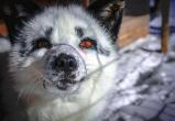 Искал любовь и погиб: сбежавшего из череповецкого зоопарка полярного лиса задрали собаки