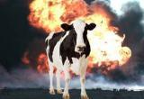 20 коров вынужденно «пошли на шашлык» в пожаре под Грязовцем