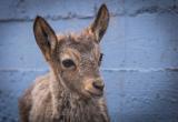 Хотели, как лучше: посетители зоопарка закормили до смерти винторогого козла