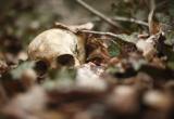 Пошла за хворостом — нашла череп. В Бабаевском районе обнаружены человеческие останки