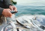 И рыбку не съесть, и штраф заплатить: в Вологодской области рыбоохрана поймала нарушителей