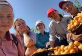 Студенты из Вологды собрали в Крыму почти 5 тонн персиков