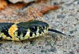 Змея в подъезде напугала жителей дома в центре Череповца