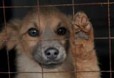В Вологде на площади Революции пройдет фотовыставка бездомных животных