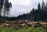 22 млн рублей за незаконную вырубку леса в Шекснинском районе заплатит компания «Инвест-плюс» 