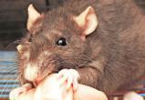 В Вологде следователи СК России проверят информацию о пострадавших от укусов крыс школьниках