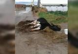 Больной корове из колхоза Марфино поможет глава Вологодского района