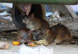 Крысы угрожают здоровью жителей улицы Ленинградской в Вологде (ВИДЕО)