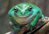 Дефицит сушеных жаб может произойти из-за требований вологодской прокуратуры 