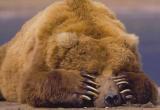 Мясо медведя в Вологодской области оказалось зараженным 