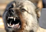 Собаки-убийцы терроризируют жителей Великого Устюга(ВИДЕО)