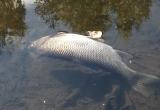 На реке Кошта из-за промышленных выбросов идет массовая гибель рыбы