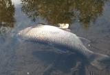 Заместитель череповецкого природоохранного прокурора дал комментарий по поводу гибели рыбы в Коште (ВИДЕО)