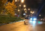 Жители Череповца вновь заметили необычного пешехода
