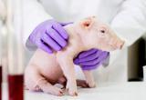Людям начнут пересаживать органы животных?