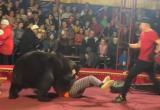 Момент нападения медведя на дрессировщика попал на видео